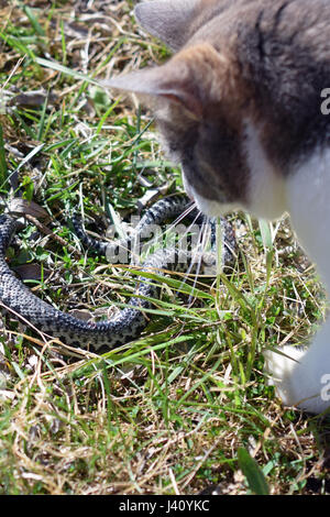 Il gatto domestico caccia e uccidere il sommatore snake. Foto Stock