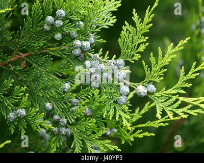 Thuja succursale con piccoli coni su sfondo bianco Foto Stock