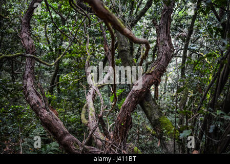 Foresta laurel isola di Madeira, Portogallo Foto Stock