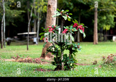 Corona di Spine di Cristo o di piante e fiori in Coorg Karnataka India Foto Stock