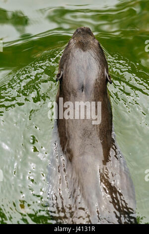 Liscio rivestito di lontra (Lutrogale perspicillata) nuoto in verde chiaro acqua di un fiume di mangrovie, Singapore Foto Stock