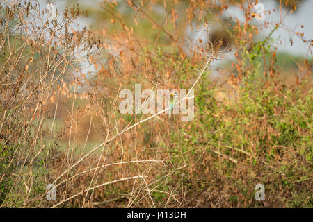 Uccelli dell'Uganda Foto Stock