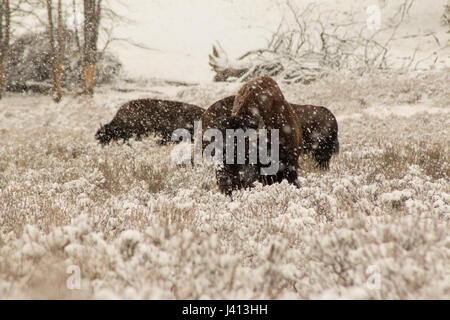 Snowy Bison pascolando nella valle di Hayden, Yellowstone Foto Stock