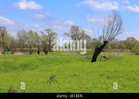 Paesaggio di primavera - lonely tree, Prato e cielo blu Foto Stock