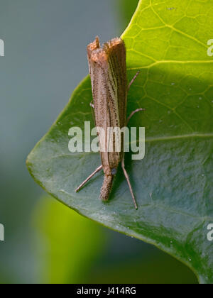 Comune di erba falena impiallacciatura (Agriphila tristella) sulla foglia di edera, LANCASHIRE REGNO UNITO. Messa a fuoco macro impilati l'immagine. Foto Stock