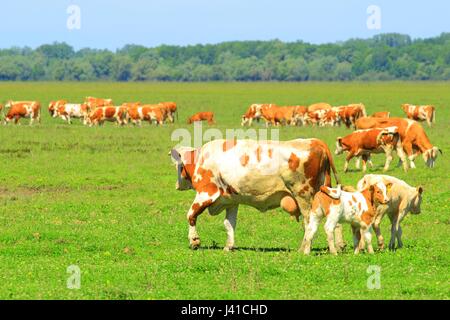 Mucca e vitelli Foto Stock