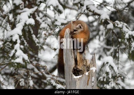 American martora ( Martes americana ) in inverno, giovani, bambini, arrampicata su una rotta coperta di neve ceppo di albero, sembra carino, Nizza pelliccia invernale, STATI UNITI D'AMERICA. Foto Stock