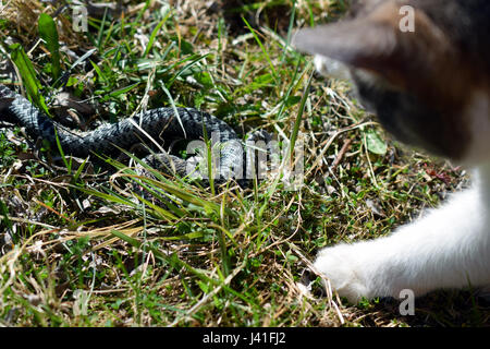 Il gatto domestico caccia e uccidere il sommatore snake. Foto Stock