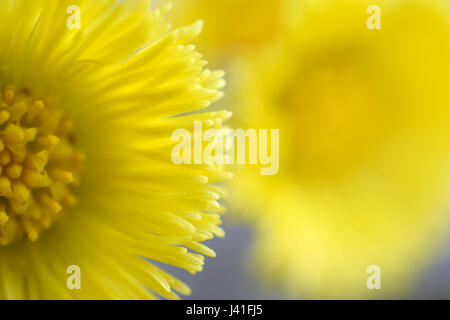 Tussilago farfara, comunemente noto come coltsfoot. Messa a fuoco selettiva. Foto Stock