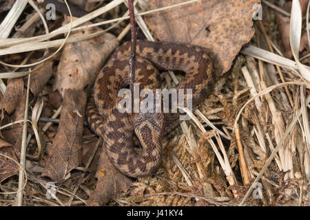 Close-up di giovani sommatore (Vipera berus) in Surrey brughiera sito Foto Stock