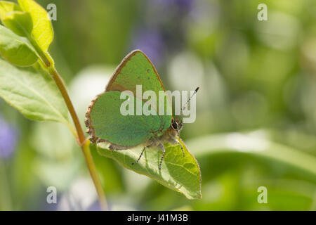 Green hairstreak butterfly (Callophrys rubi) arroccato su una foglia Foto Stock