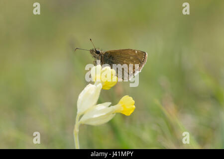 Squallido skipper butterfly (Erynnis tages) appollaiato su un cowslip, REGNO UNITO Foto Stock