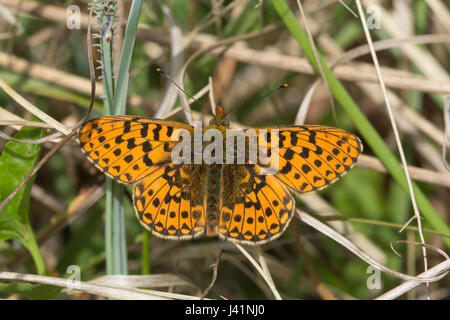 Close-up di pearl-delimitata fritillary butterfly (Boloria euphrosyne) in legno di Bentley, Hampshire, Regno Unito Foto Stock