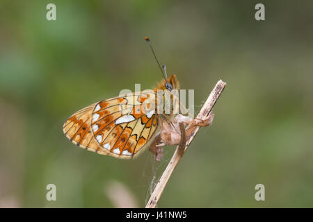Close-up di pearl-delimitata fritillary butterfly (Boloria euphrosyne) in legno di Bentley, Hampshire, Regno Unito Foto Stock