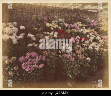 Kusakabe Kimbei era un famoso fotografo giapponese alla fine del XIX secolo. La sua fotografia "Crisanthemum" fa parte della sua collezione di immagini che catturano la flora giapponese, riflettendo il significato culturale dei fiori in Giappone. Foto Stock