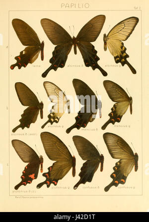 I Macrolepidoptera sono un sottordine di grandi falene e farfalle, comprese varie specie rinomate per le loro dimensioni e il loro aspetto distinto. Questa immagine si concentra su specie specifiche della collezione Seitz, che documenta la diversità di questi insetti. Foto Stock
