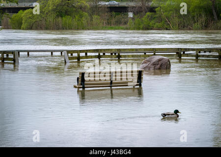 Il fiume Tamigi inondazioni causate dalle forti piogge di maggio, 2017, inondato park, una panchina nel parco, parco deck, London, Ontario, Canada. Foto Stock