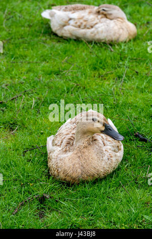 Domestico gallina il germano reale (Anas platyrhynchos) di appoggio, fulvo Mallard duck, Mallard duck, dedicarmi duck, biondo mallard, uccelli acquatici, anatra selvatica. Foto Stock