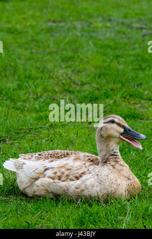 Domestico gallina il germano reale (Anas platyrhynchos) di appoggio, biondo park il germano reale, Mallard duck, dedicarmi duck, biondo mallard, uccelli acquatici, anatra selvatica. Foto Stock