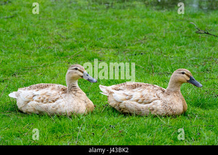 Domestico gallina il germano reale (Anas platyrhynchos) di appoggio, golden mallard, Mallard duck, dedicarmi duck, biondo mallard, uccelli acquatici, anatra selvatica. Foto Stock