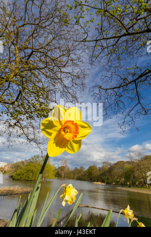 Basso angolo di visione di un giallo fiore daffodil sotto gli alberi con un laghetto in background in un assolato pomeriggio di primavera nelle locazioni Park di Newcastle, Regno Unito Foto Stock