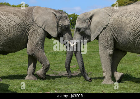 Di elefante a Knowsley Safari, Prescot, Regno Unito Foto Stock