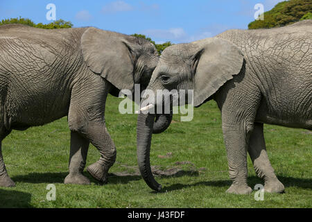 Di elefante a Knowsley Safari, Prescot, Regno Unito Foto Stock
