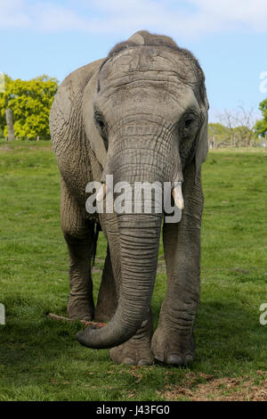 Di elefante a Knowsley Safari, Prescot, Regno Unito Foto Stock