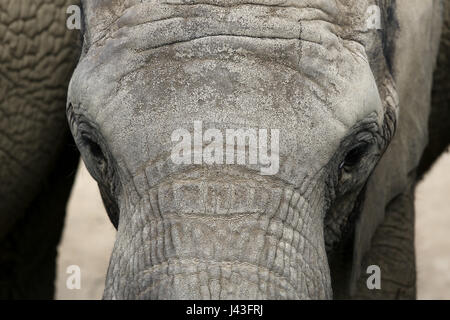 Di elefante a Knowsley Safari, Prescot, Regno Unito Foto Stock