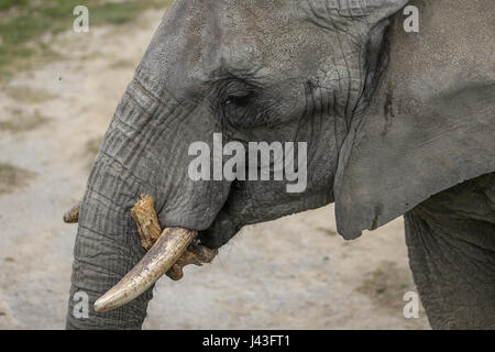 Di elefante a Knowsley Safari, Prescot, Regno Unito Foto Stock
