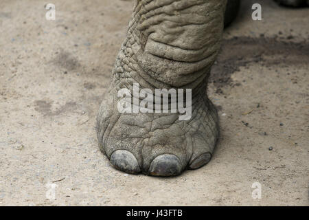 Di elefante a Knowsley Safari, Prescot, Regno Unito Foto Stock