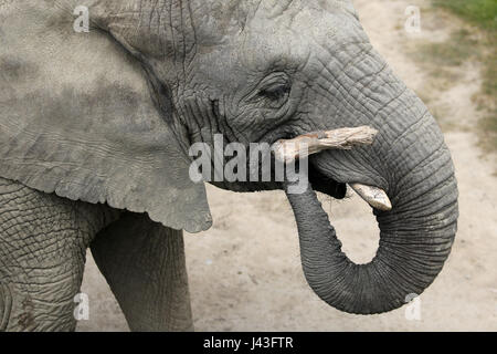 Di elefante a Knowsley Safari, Prescot, Regno Unito Foto Stock