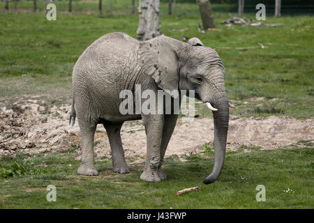 Di elefante a Knowsley Safari, Prescot, Regno Unito Foto Stock