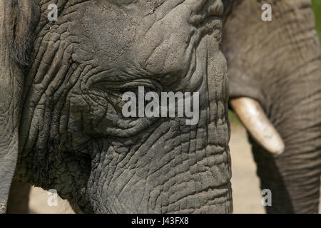 Di elefante a Knowsley Safari, Prescot, Regno Unito Foto Stock
