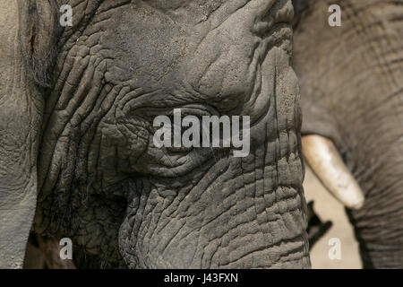 Di elefante a Knowsley Safari, Prescot, Regno Unito Foto Stock