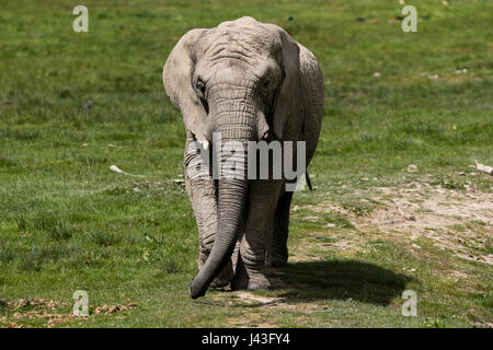 Di elefante a Knowsley Safari, Prescot, Regno Unito Foto Stock