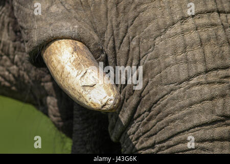 Di elefante a Knowsley Safari, Prescot, Regno Unito Foto Stock