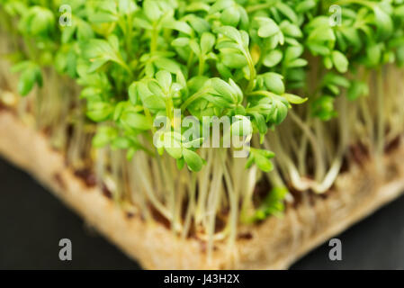 Fresco e gustoso il crescione o giardino germogli di crescione cresce su substrato di hydroponics come si trova all'interno della scatola ha acquistato presso un negozio locale. Foto Stock