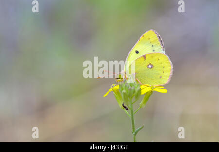 Zolfo senza nuvole butterfly (Phoebis sennae) sul fiore Foto Stock