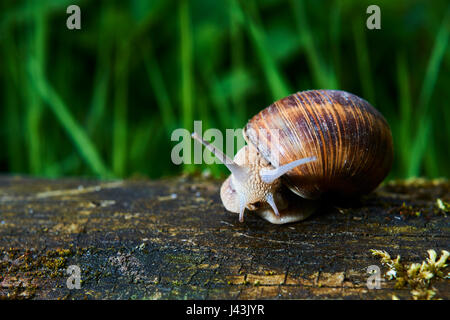 Lumaca (Elica, romano, lumaca lumaca commestibili, escargot) strisciando sul suo legno antico. Foto Stock