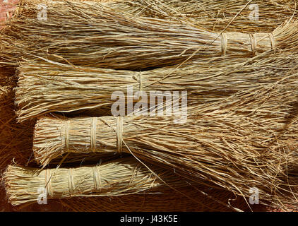 Sparto halfah erba utilizzato per l'artigianato come corde e basketry " espadrilles " Foto Stock