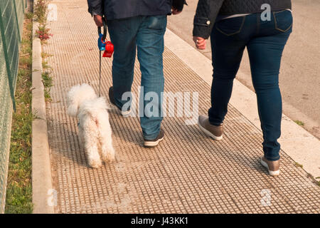 Barboncino bianco con i suoi proprietari stavano camminando sul marciapiede della città. Foto Stock