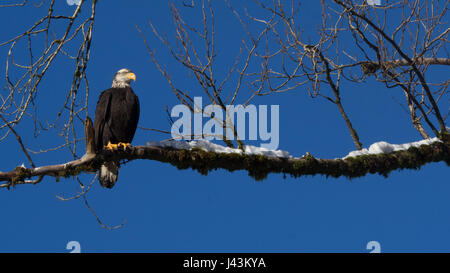 I capretti aquila calva in Canada. Foto Stock