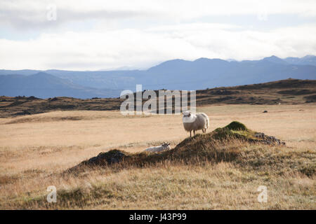 Pecore in Islanda. Foto Stock