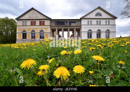 Eisenach, Germania. 9 maggio 2017. Tarassaco fiorisce davanti al castello Wilhelmsthal vicino a Eisenach, Germania, 9 maggio 2017. Il 'Stiftung Thueringer Schloesser und Gaerten' (lit. 'Fondazione Turingia Castelli e giardini') celebra la settimana dell'apertura di stagione con un cerimoniale di agire presso il castello e parco Wilhelmsthal come evidenziare. La manifestazione fa parte del Luther Giubileo 2017. Foto: Martin Schutt/dpa-Zentralbild/dpa/Alamy Live News Foto Stock