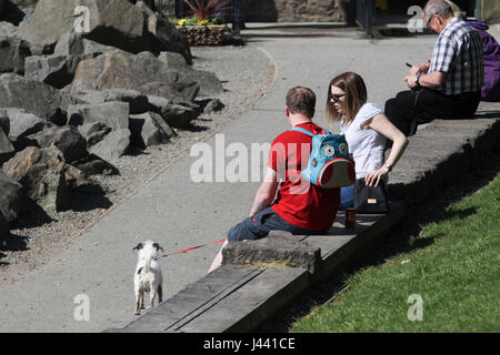 Balloch, UK. 9 maggio 2017. Un'altra bella giornata di Balloch Castle Country Park. Credito: ALAN OLIVER/Alamy Live News Foto Stock