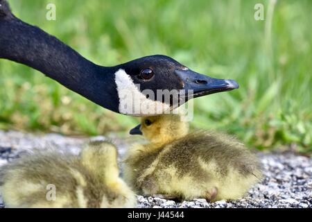 Maryland, Stati Uniti d'America. 9 maggio 2017. Oca canadese madre (Branta canadensis) proteggere il suo bambino pulcini o goslings. Photo credit: Jeramey Lende/Alamy Live News Foto Stock