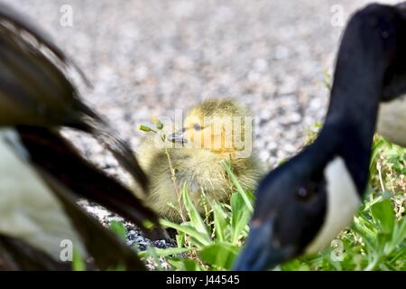 Maryland, Stati Uniti d'America. 9 maggio 2017. Oca canadese pulcino (Branta canadensis) o gosling odorare un tarassaco. Credito: Jeramey Lende/Alamy Live News Foto Stock