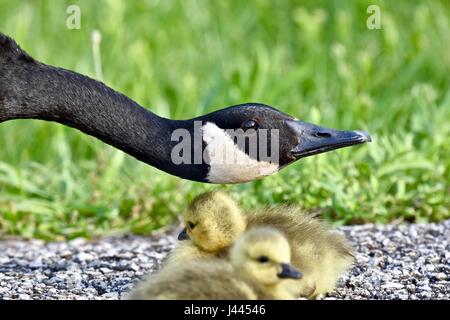 Maryland, Stati Uniti d'America. 9 maggio 2017. Oca canadese madre (Branta canadensis) proteggere il suo bambino pulcini o goslings. Photo credit: Jeramey Lende/Alamy Live News Foto Stock