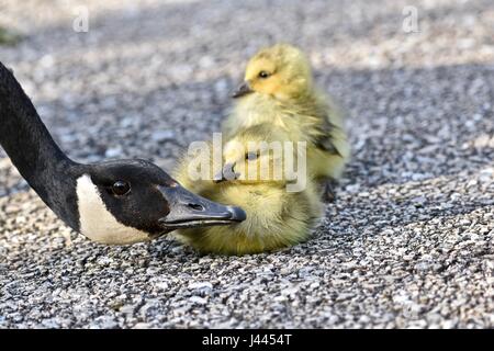 Maryland, Stati Uniti d'America. 9 maggio 2017. Oca canadese madre (Branta canadensis) controllo sul suo pulcino di bambino o gosling. Photo credit: Jeramey Lende/Alamy Live News Foto Stock